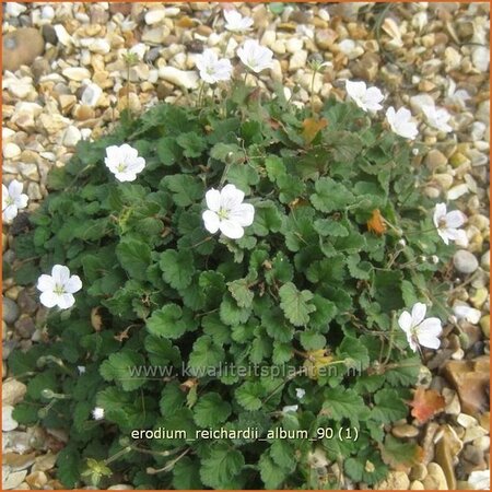 Erodium reichardii &#39;Album&#39;