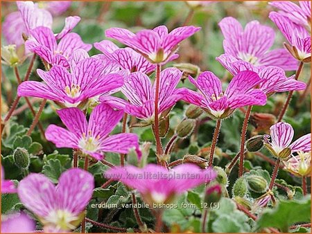 Erodium variabile &#39;Bishop&#39;s Form&#39;