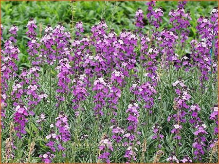 Erysimum 'Bowles Mauve'