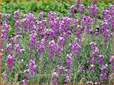 Erysimum &#39;Bowles Mauve&#39;