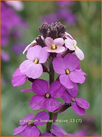 Erysimum 'Bowles Mauve'