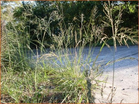 Eragrostis curvula