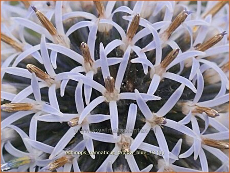 Echinops bannaticus &#39;Taplow Blue&#39;