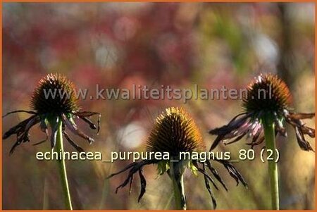 Echinacea purpurea &#39;Magnus&#39;