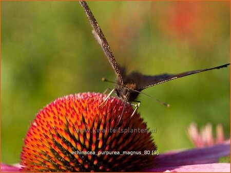 Echinacea purpurea &#39;Magnus&#39;