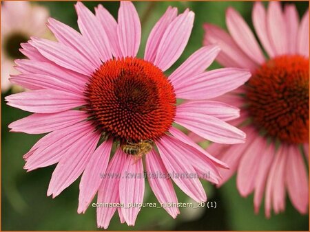 Echinacea purpurea &#39;Rubinstern&#39;