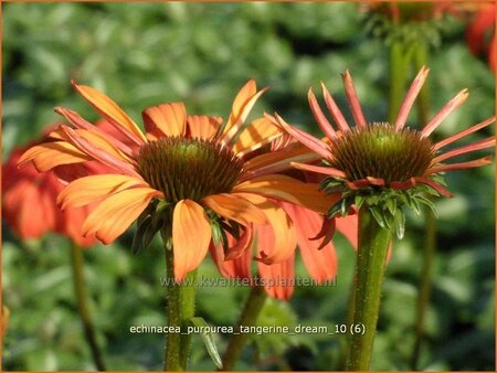 Echinacea purpurea &#39;Tangerine Dream&#39;