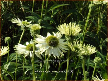 Echinacea purpurea &#39;Virgin&#39;