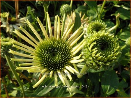 Echinacea purpurea &#39;Virgin&#39;