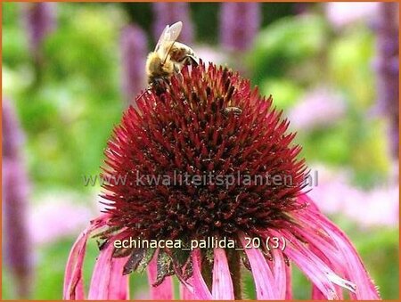 Echinacea pallida