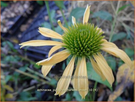Echinacea purpurea &#39;Harvest Moon&#39;