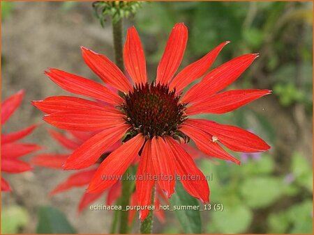 Echinacea purpurea &#39;Hot Summer&#39;