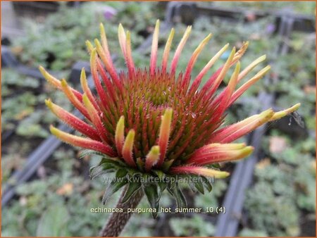 Echinacea purpurea &#39;Hot Summer&#39;