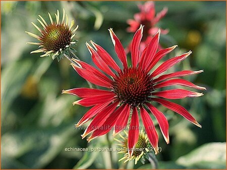 Echinacea purpurea &#39;Hot Summer&#39;