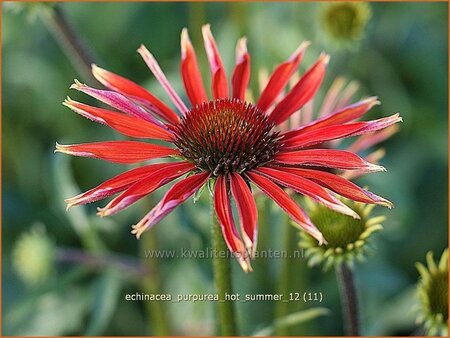 Echinacea purpurea &#39;Hot Summer&#39;