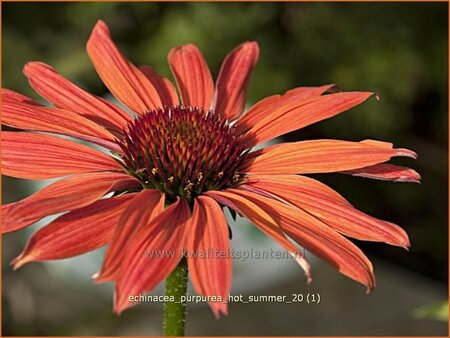 Echinacea purpurea &#39;Hot Summer&#39;