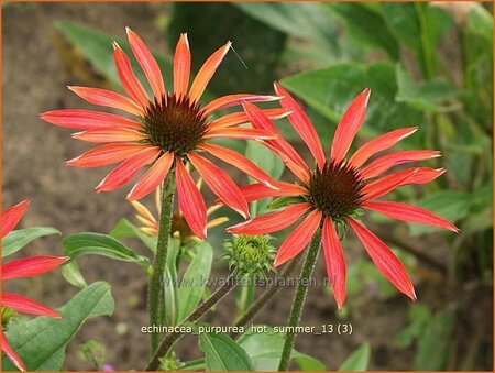 Echinacea purpurea &#39;Hot Summer&#39;