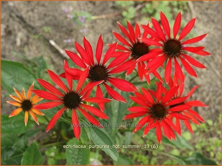 Echinacea purpurea &#39;Hot Summer&#39;