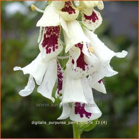 Digitalis purpurea &#39;Pam&#39;s Choice&#39;