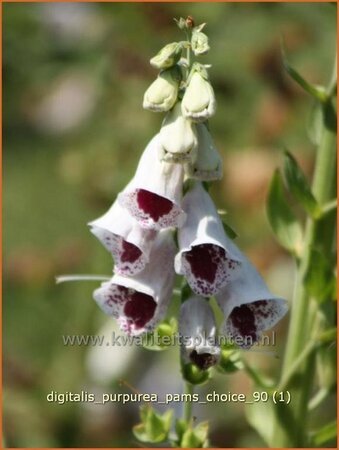 Digitalis purpurea &#39;Pam&#39;s Choice&#39;