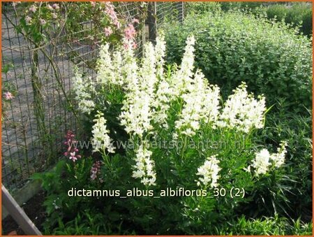 Dictamnus albus &#39;Albiflorus&#39;