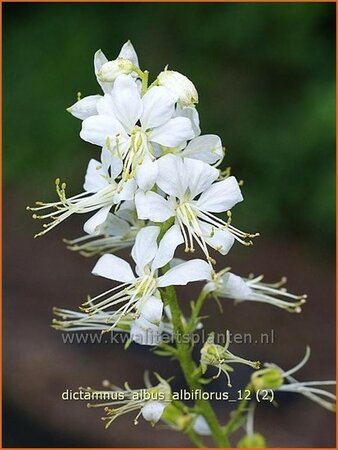 Dictamnus albus 'Albiflorus'
