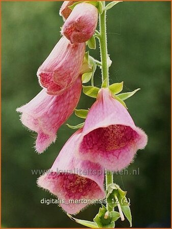 Digitalis &#39;Mertonensis&#39;