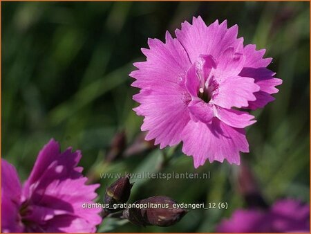 Dianthus gratianopolitanus &#39;Eydangeri&#39;