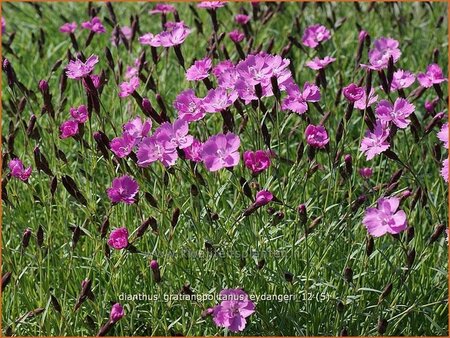 Dianthus gratianopolitanus &#39;Eydangeri&#39;