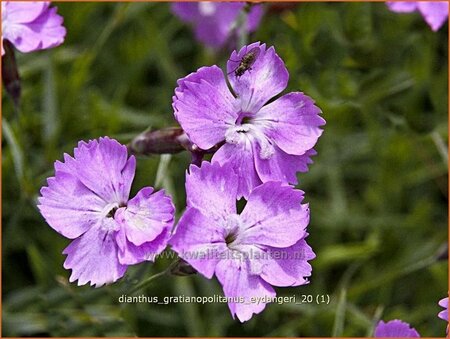 Dianthus gratianopolitanus &#39;Eydangeri&#39;