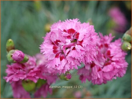 Dianthus &#39;Maggie&#39;