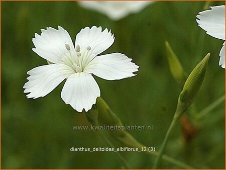 Dianthus deltoides &#39;Albiflorus&#39;
