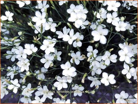 Dianthus deltoides &#39;Albiflorus&#39;