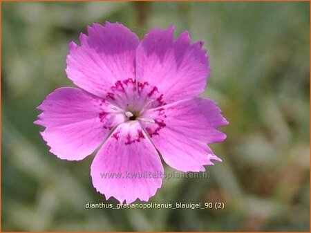 Dianthus gratianopolitanus &#39;Blauigel&#39;