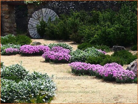 Dianthus gratianopolitanus &#39;Blauigel&#39;