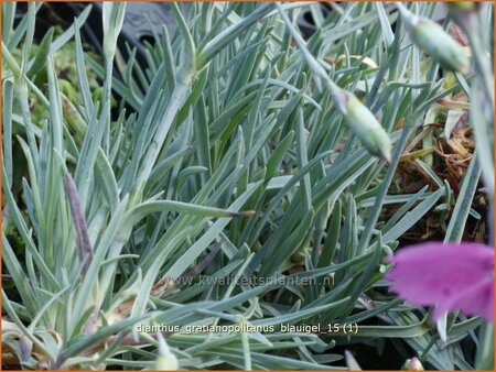 Dianthus gratianopolitanus &#39;Blauigel&#39;