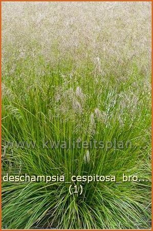 Deschampsia cespitosa &#39;Bronzeschleier&#39;