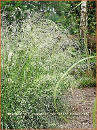 Deschampsia cespitosa &#39;Bronzeschleier&#39;