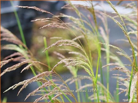 Deschampsia cespitosa &#39;Goldtau&#39;