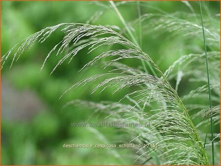 Deschampsia cespitosa &#39;Schotland&#39;