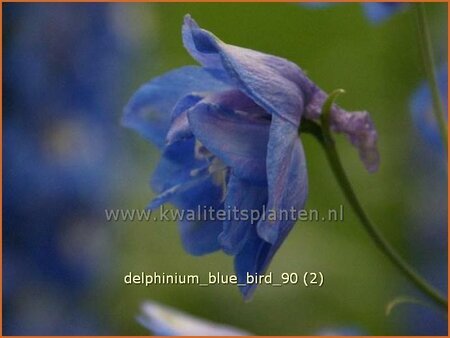 Delphinium 'Blue Bird'