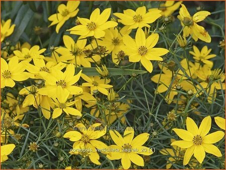 Coreopsis verticillata &#39;Zagreb&#39;