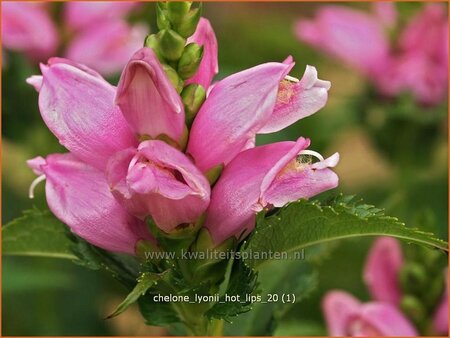 Chelone lyonii &#39;Hot Lips&#39;