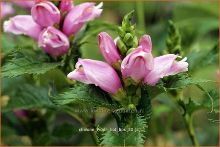 Chelone lyonii &#39;Hot Lips&#39;