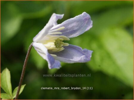 Clematis &#39;Mrs Robert Brydon&#39;