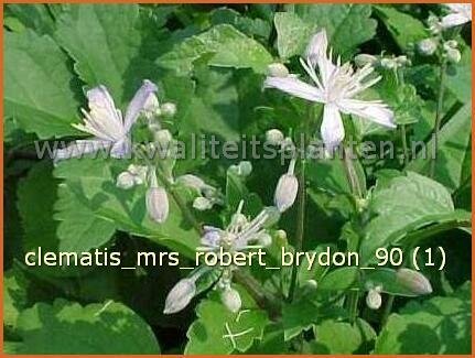 Clematis &#39;Mrs Robert Brydon&#39;