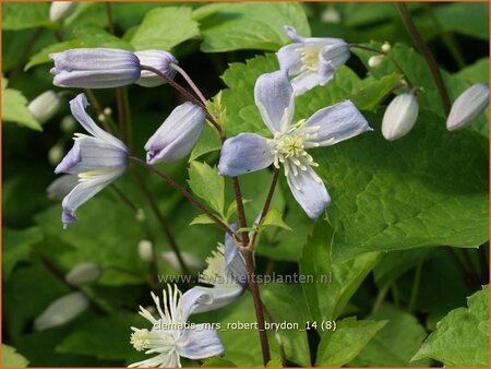 Clematis &#39;Mrs Robert Brydon&#39;