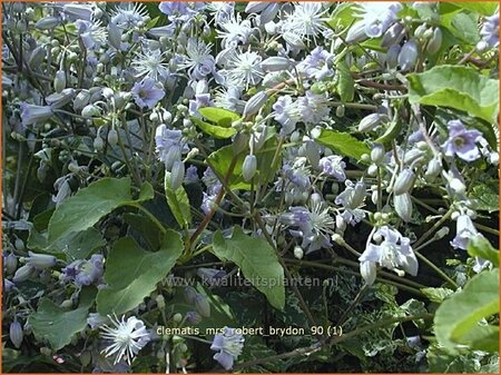 Clematis 'Mrs Robert Brydon'