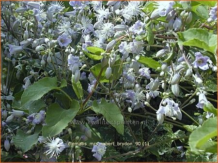 Clematis &#39;Mrs Robert Brydon&#39;