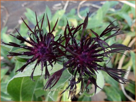 Centaurea montana &#39;Jordy&#39;